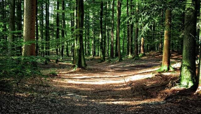 Les, okres Jindřichův Hradec
