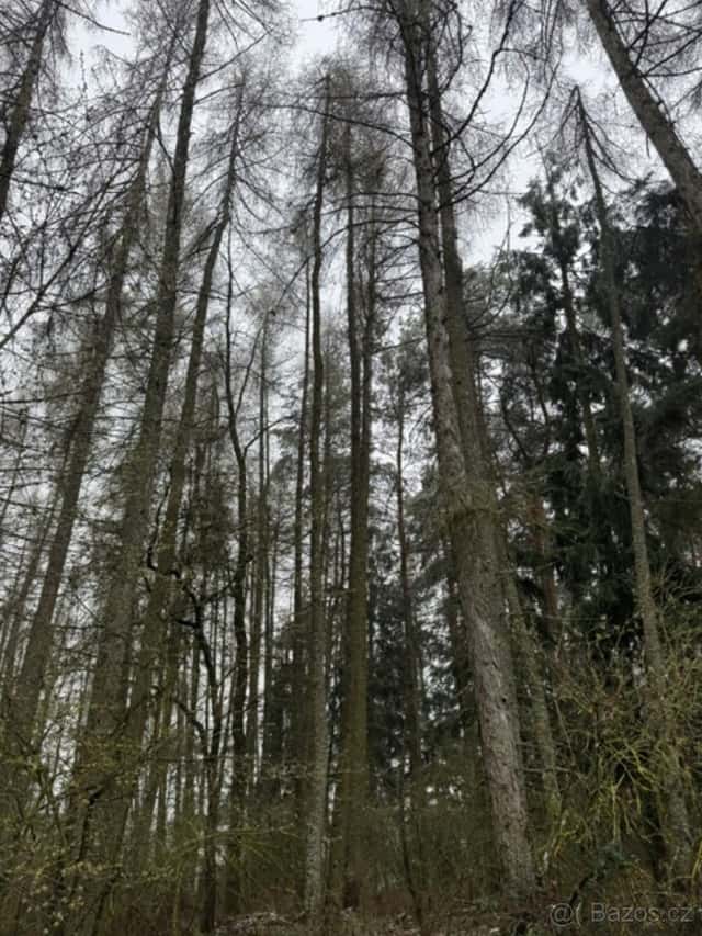 Prodej pozemků k.ú. Frymburk u Sušice, okres Klatovy