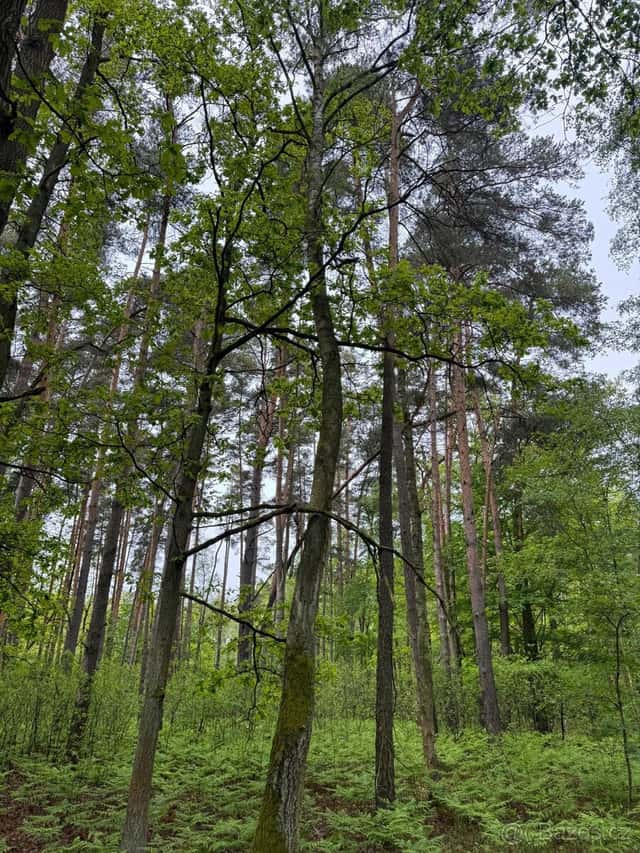Prodej lesního pozemku k.ú. Petrovice nad Orlicí (2), okres Rychnov nad Kněžnou
