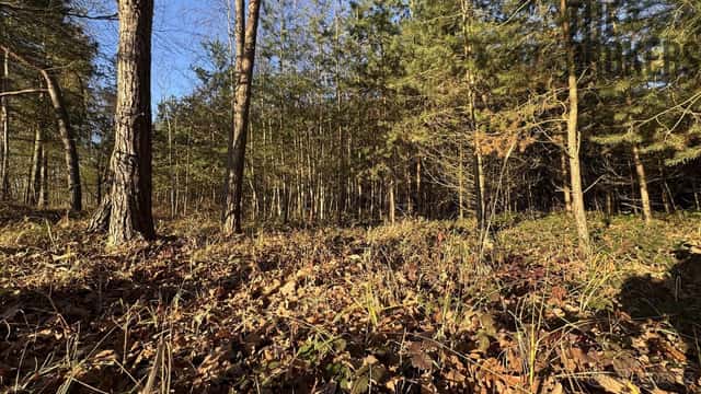 Prodej lesa, 8 225 m², Lány na Důlku, Pardubice, okres Pardubice