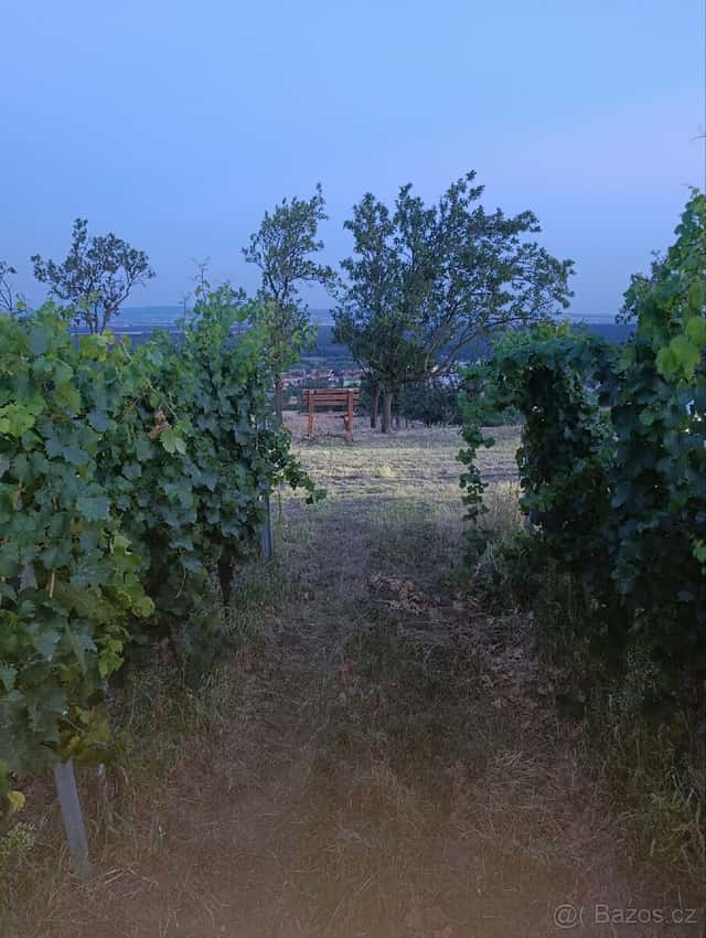 Prodej vinice, okres Hodonín