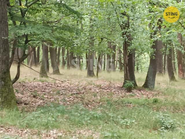 Prodej lesního pozemku, 2723 m2, Morkůvky, 136323, okres Břeclav
