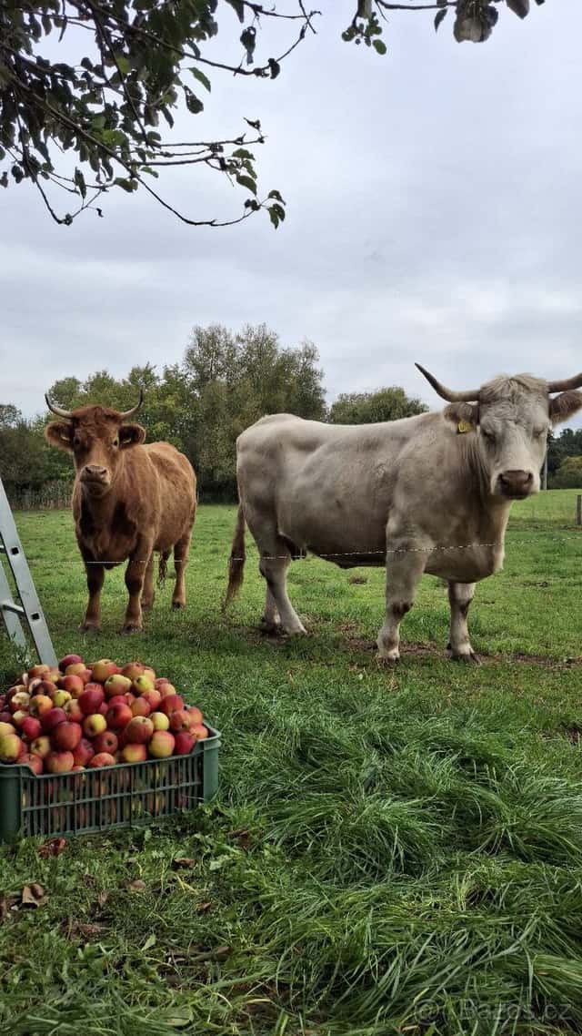 Zemědělská půda, okres Rakovník