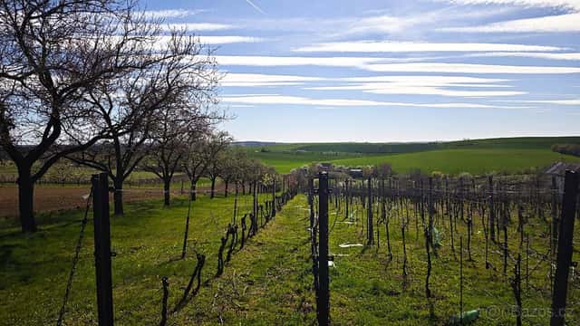 Prodej sadu a vinice, Svatobořice-Mistřín, okres Hodonín