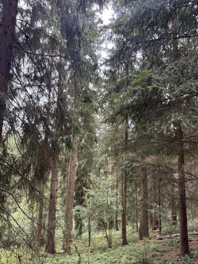 Prodej pozemků k.ú. Březová u Všelibic, okres Liberec