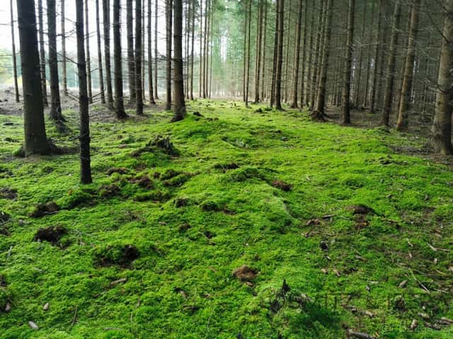 Prodej lesa 233 155 m² Žďár u Nové Včelnice, okres Jindřichův Hradec