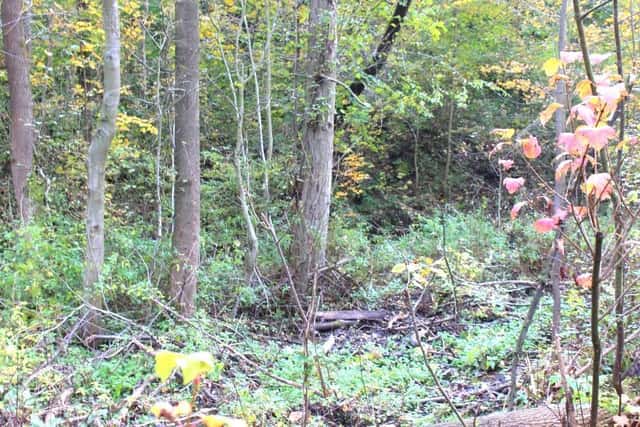 Lesní pozemek, Milíře, Václavovice, okres Ostrava-město