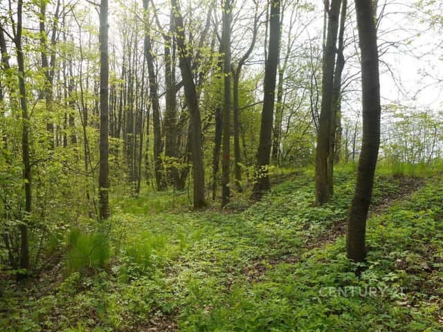 Lesní pozemky v Morávce o celkové rozloze 14 492 m rozsáhlý kus přírody, Morávka, okres Frýdek-Místek