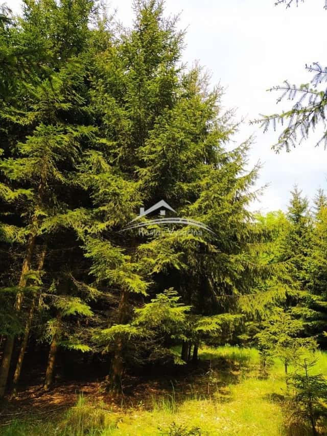 Prodej lesního pozemku 8 890 m2, Žirovnice, Žirovnice, okres Pelhřimov