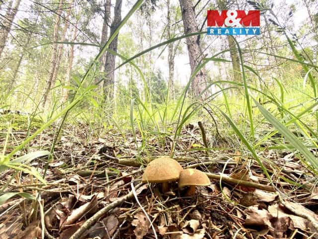 Prodej lesa v Koroužné, Bystřice nad Pernštejnem, Koroužné, okres Žďár nad Sázavou