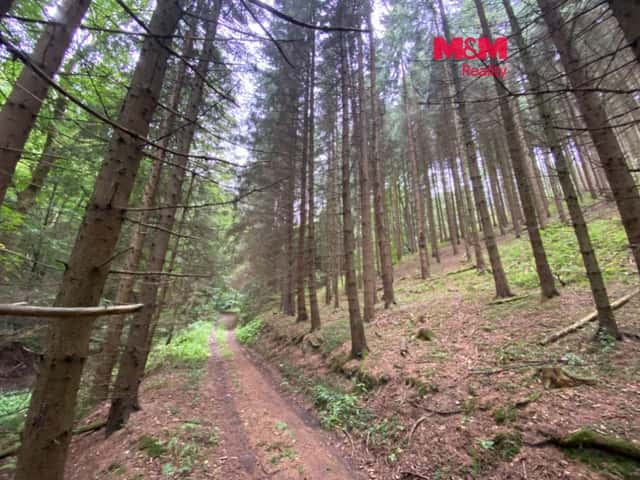 Prodej lesa 11485 m2, v Strážné, Strážná, okres Ústí nad Orlicí