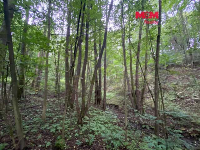 Prodej lesa 1207 m2 v Strážné, Strážná, okres Ústí nad Orlicí