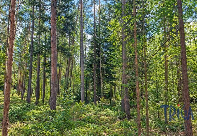 Bohuslavice - Prodej lesního pozemku 10 962 m, Bohuslavice, okres Náchod