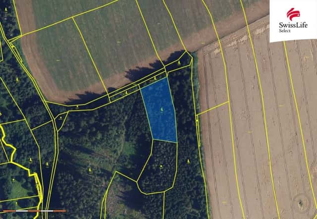 Prodej lesa 84715 m2 Trpín, Trpín, okres Svitavy
