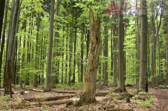 Prodej lesa a luk Malá Bystřice, Malá Bystřice, okres Vsetín