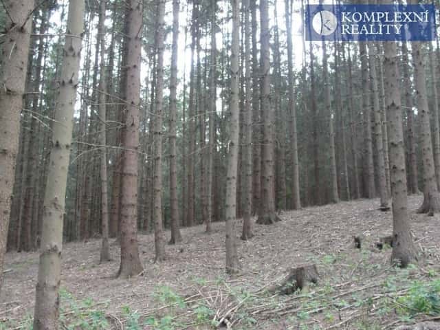 Prodej lesa Jamné u Tišnova, Tišnov – Jamné, okres Brno-venkov