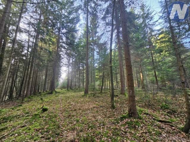 Prodej lesa, 9174 m2, obec Borovany, okr. České Budějovice, Borovany – Trocnov, okres České Budějovice
