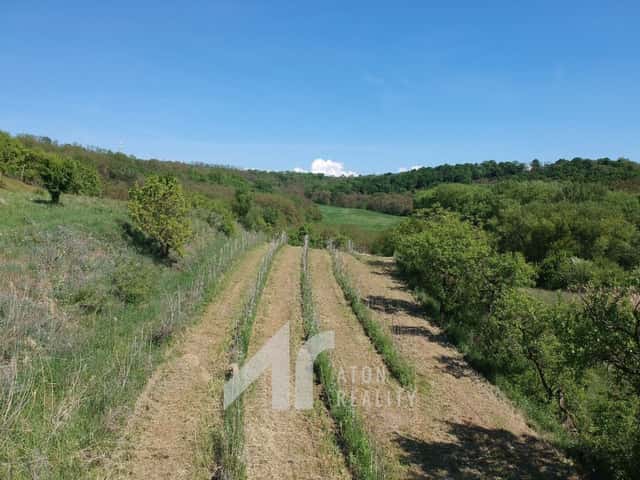 Křepice u Hustopečí mladá vinice 2 199 m2 vinice, Křepice, okres Břeclav