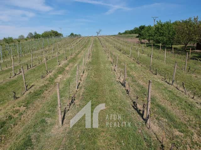 Křepice u Hustopečí vinice 4 085 m2 dobrý udržovaný stav vinice, Křepice, okres Břeclav