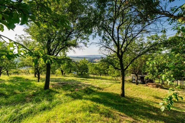 Sady, vinice, prodej, Kudlovice, Uherské Hradiště, Kudlovice, okres Uherské Hradiště
