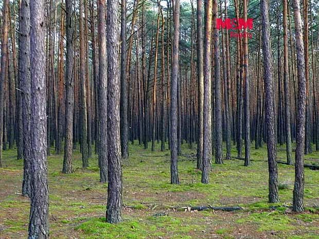 Prodej lesa, 6740 m2, Kralovice, Kralovice, okres Plzeň-sever