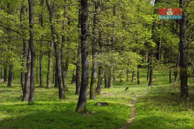 Prodej lesa, 2146 m2, Nýdek, Nýdek, okres Frýdek-Místek