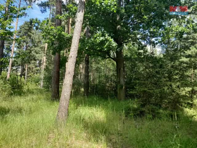 Prodej lesa, 18400 m2, Putim, Putim, okres Písek