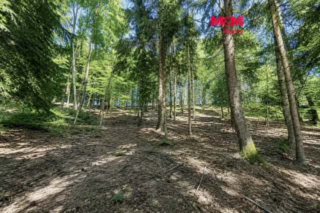 Prodej lesa, 6855 m2, Jestřebí, Jestřebí, okres Šumperk