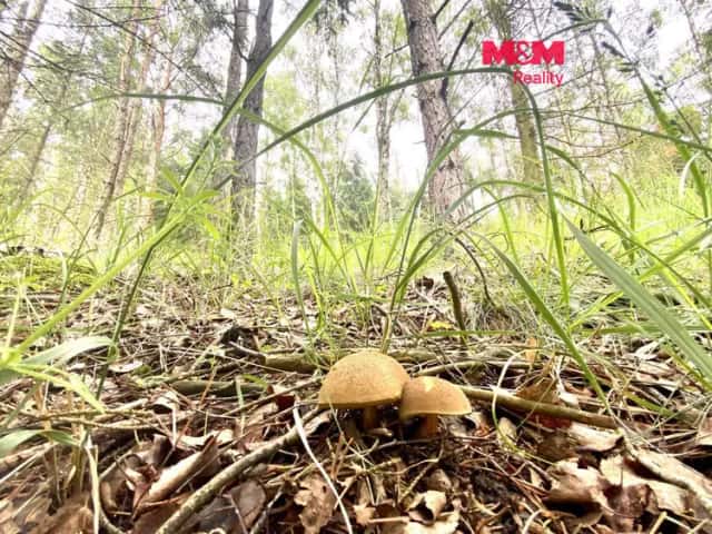 Prodej lesa v Koroužné, Bystřice nad Pernštejnem, Koroužné, okres Žďár nad Sázavou