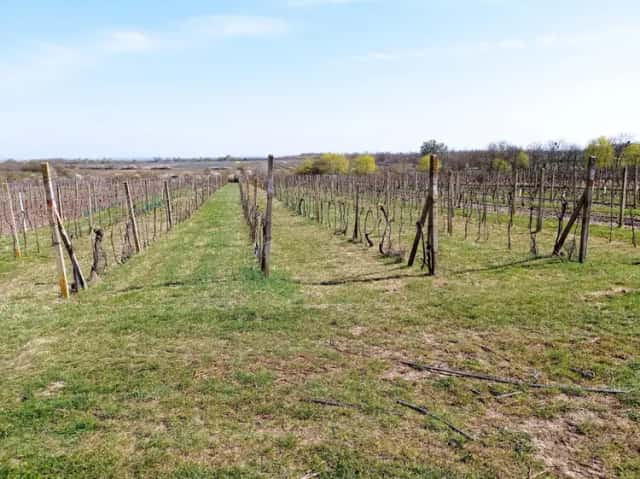 Prodej vinice v plné plodnosti ve Valticích, Valtice, okres Břeclav