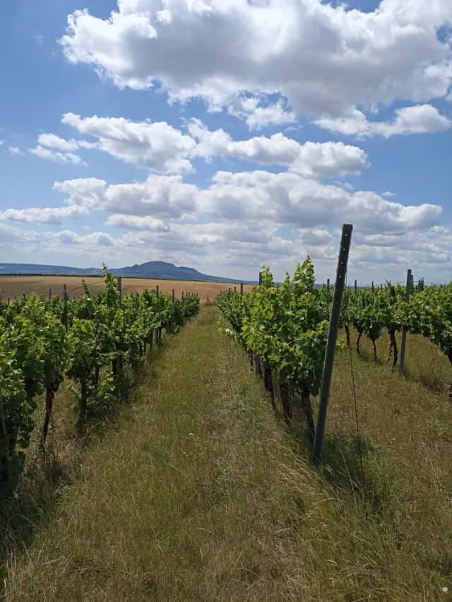 Jedinečná vinice ve vyhlášené lokalitě v obci Starovice, Starovice, okres Břeclav