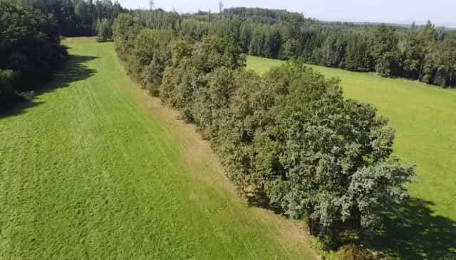 Prodej pozemků tvořící celek včetně dubového stromořadí, Nedabyle, okres České Budějovice