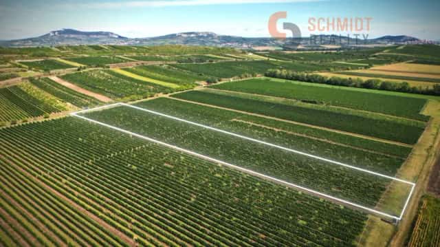 Prodej premiové vinice o celkové výměře 15 935 m2, Březí, okres Břeclav