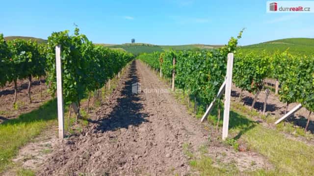 Prodej vinice v Dolních Dunajovicích, Zimní vrch, Dolní Dunajovice, okres Břeclav