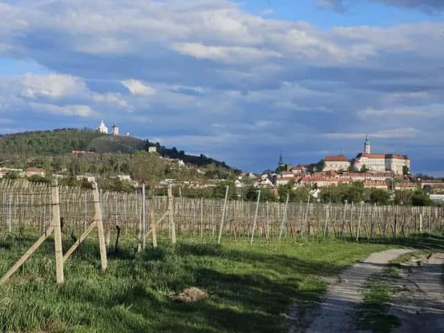 Svažitá vinice na okraji Mikulova s dobrou dostupností a krásnými výhledy., Mikulov, okres Břeclav