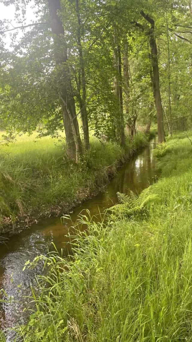 Prodej souboru pozemků 6ha - rybníky, les, ostatní plocha - Třeboňsko, Chlum u Třeboně, okres Jindřichův Hradec