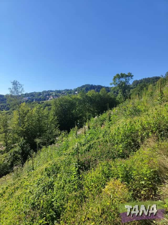 Prodej lesa 4 922 m2, Benešov u Semil, Benešov u Semil, okres Semily