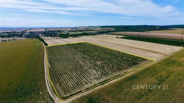 Prodej vinice – 48 928 m2, Těšetice u Znojma, Těšetice, okres Znojmo