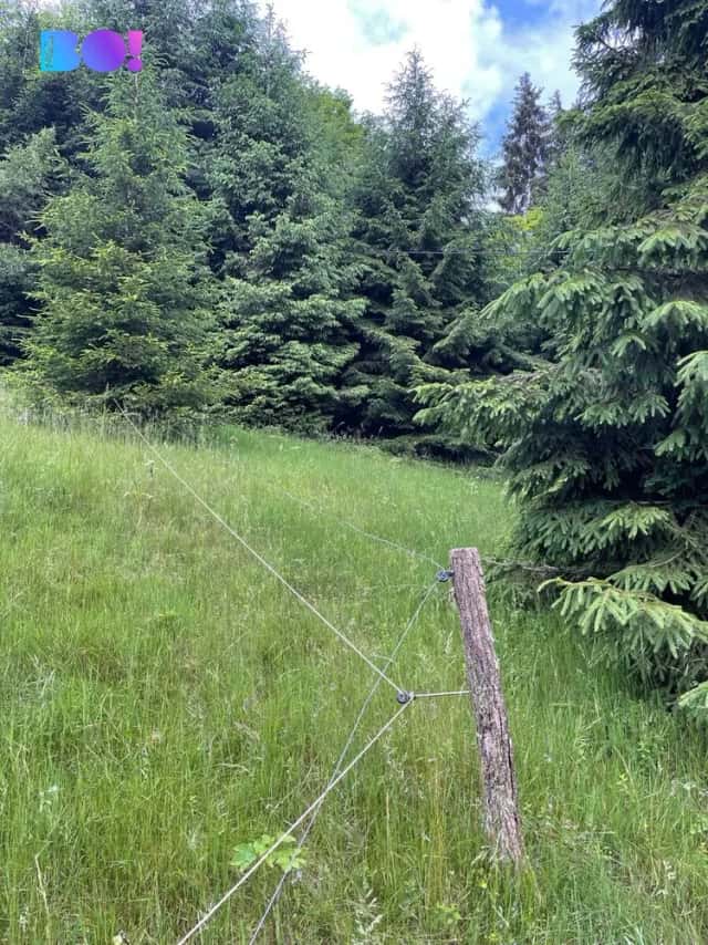 Prodej lesa 2 393 m2, Staré Hamry, Staré Hamry, okres Frýdek-Místek