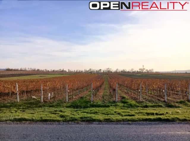 Mladý registrovaný vinohrad ve vinařské obci Perná, Perná, okres Břeclav