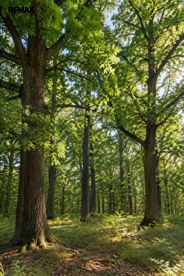 Prodej lesa, 15. 753 m2 Lázně Bohdaneč, Lázně Bohdaneč, okres Pardubice