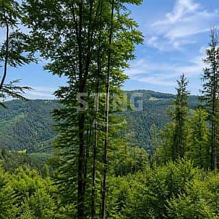 Prodej louky 6262 m² Košařiska, Košařiska, okres Frýdek-Místek