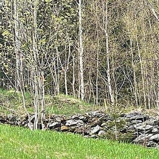 Prodej louky 3303 m² Paseky nad Jizerou, Paseky nad Jizerou, okres Semily