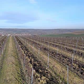 Pronájem ostatních pozemků 20000 m² Valtice, Valtice, okres Břeclav