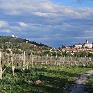 Prodej ostatních pozemků 4809 m² Mikulov, Nová, Mikulov, okres Břeclav