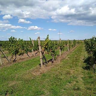 Prodej ostatních pozemků 5491 m² Valtice, Zámek, Valtice, okres Břeclav