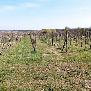 Prodej ostatních pozemků 2818 m² Valtice, Valtice, okres Břeclav