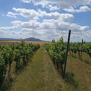 Prodej ostatních pozemků 13493 m² Starovice, Starovice, okres Břeclav