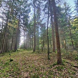 Prodej lesa 9174 m² Borovany, Borovany, okres České Budějovice