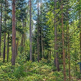 Prodej lesa 10962 m² Bohuslavice, Bohuslavice, okres Náchod